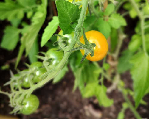 2024 Organic Sun Gold Cherry Tomato Seeds – 30 Seeds, Sweet F-1 Hybrid, Grown In USA