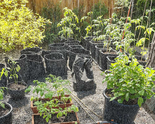 Summer rain over tomato plants in grow bags and containers